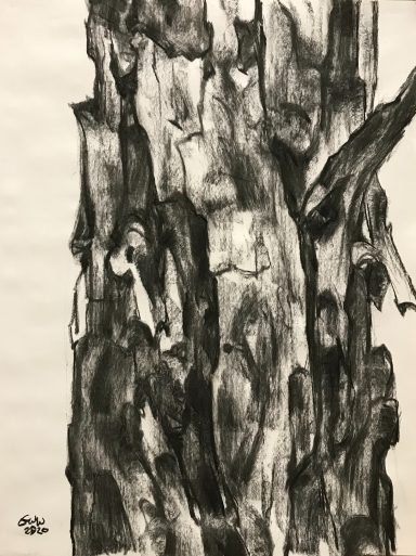 Tree Barks 1