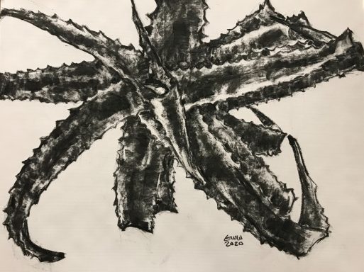Aloe